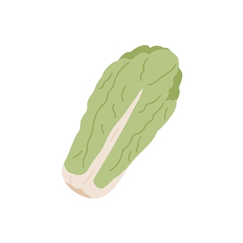 Long head of fresh Chinese or Napa cabbage. Leafy vegetable from China. Icon of raw whole veggie. Flat vector illustration of natural vegetarian food isolated on white .