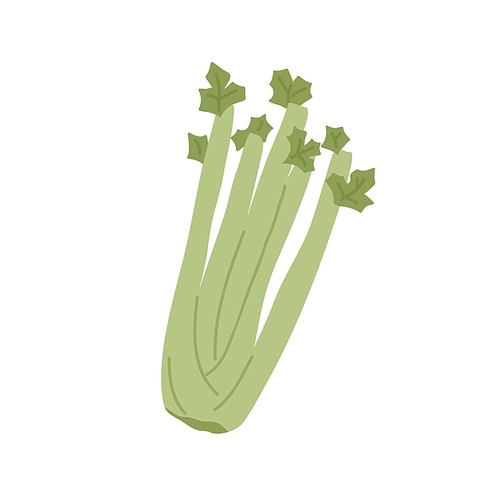 Bunch of fresh celery stalks with leaf. Raw green vegetable. Crunchy healthy snack. Flat vector illustration of vegetarian superfood isolated on white .