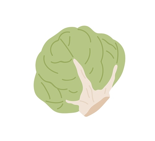 Green fresh lettuce head. Icon of whole leafy vegetable. Healthy veggie with leaves. Flat vector illustration of vegetarian food isolated on white .