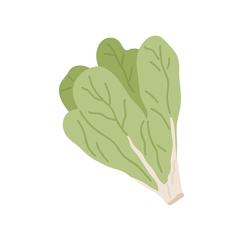Bunch of green fresh lettuce leaves. Icon of raw leafy vegetable. Leaf veggie. Flat vector illustration of healthy vegetarian food isolated on white .