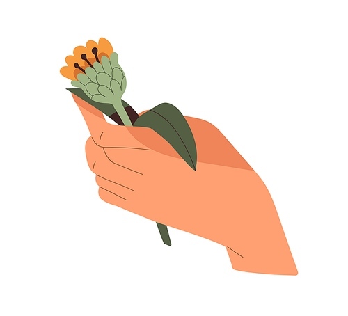Wild flower in hand. Holding gentle pretty floral plant, romantic gift. Field meadow bloom, cut summer wildflower with leaf and stem in arm. Flat vector illustration isolated on white .