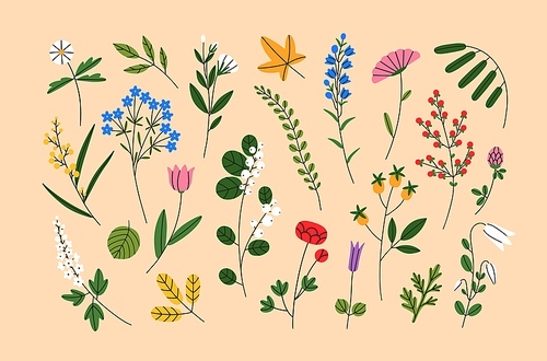 Abstract wild flowers, leaf. Modern botanical set with floral plants, spring blooms, fall leaves. Florists design elements, wildflowers, berries, foliage. Isolated colored flat vector illustrations.