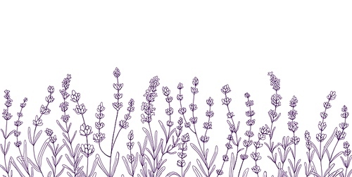 Lavender flowers, botanical border. Engraved lavanda, floral design. Decor with lavendar blooms, plants, French Provence herbs. Hand-drawn contoured vector illustration isolated on white .