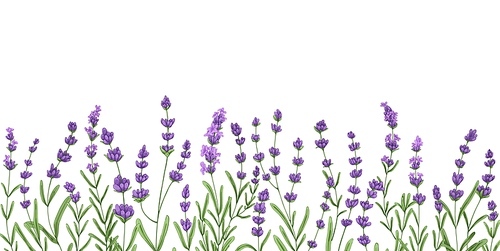 Lavender flower border. Floral lavanda decor design. Botanical decoration with lavendar plants, violet blossomed herbs, French blooms and leaf. Drawn vector illustration isolated on white .