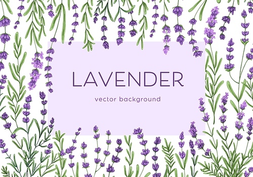 Flower framed card design. Background with lavender blooms, branches. Romantic banner template with delicate purple lavendar, leaves, wild French herbs. Colored hand-drawn vector illustration.
