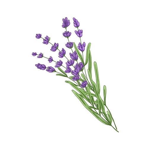 French lavender flowers. Botanical drawing of Provence floral bunch. Purple lavander, wild plant herb. Lavandula blooms, stems, field flora. Drawn vector illustration isolated on white .