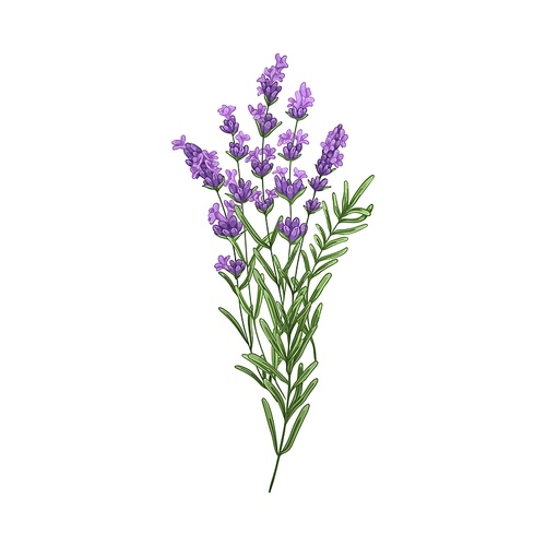 Lavender flowers, French blossomed violet flora. Provence floral plant, herbs drawing. Purple lavendar stems. Lavanda blooms. Hand-drawn graphic vector illustration isolated on white .