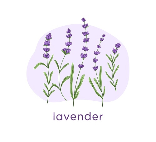 Lavender flowers, wild purple floral plants composition. Lavanda blooms, lavander stems. Lavandula, lavendar branches with leaf. Botanical hand-drawn vector illustration isolated on white .