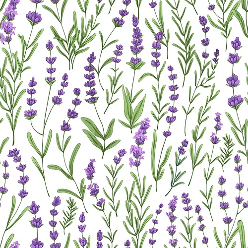 Lavender pattern with purple flowers and leaf. Seamless floral background, repeating print. Botanical repeatable texture, provence design with lavanda. Vector illustration for textile, wrapping.