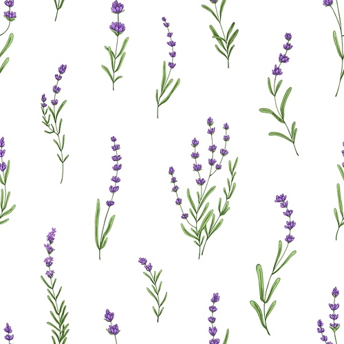 Seamless floral pattern with purple lavender. Botanical background, French violet flowers repeating print. Blossomed herbs texture design with Provence lavanda blooms. Hand-drawn vector illustration.