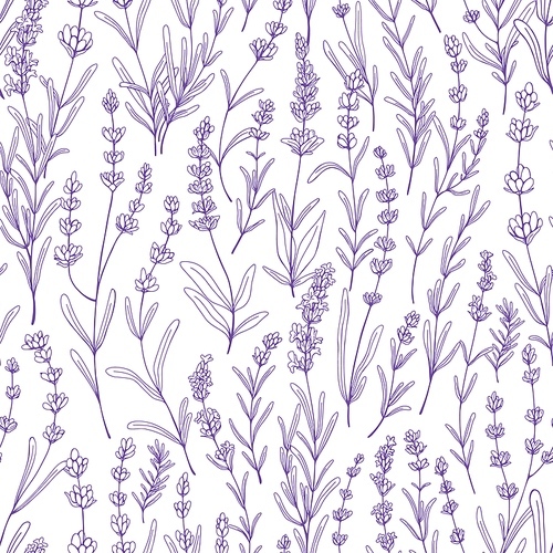 Seamless floral pattern with purple lavender. Botanical background, French violet flowers repeating print. Blossomed herbs texture design with Provence lavanda blooms. Hand-drawn vector illustration.