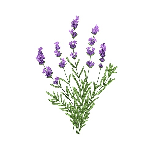 Purple lavender flowers bunch. French blooms, herbs. Wild floral posy, violet lavandula, Provence lavander. Realistic hand-drawn colored vector illustration of lavanda isolated on white .