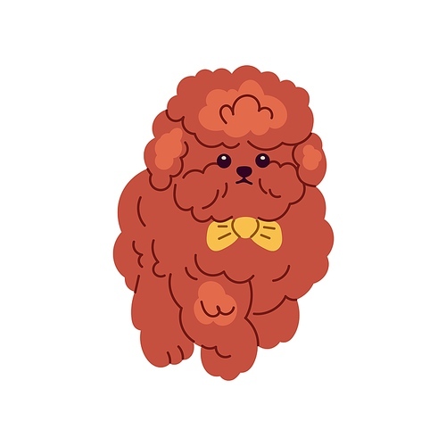 Cute dog of Toy Poodle breed. Little funny doggy walking. Purebred miniature puppy with curly wavy hair. Amusing canine animal in bow-tie. Flat graphic vector illustration isolated on white .