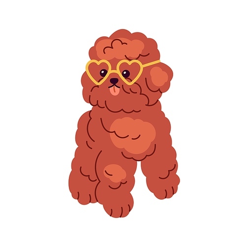 Cute funny Toy Poodle, little dog wearing heart glasses. Happy miniature doggy, amusing small puppy with tongue out. Pup with fluffy hair. Flat graphic vector illustration isolated on white .