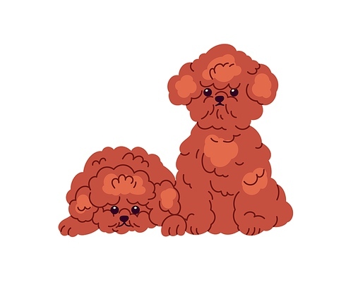 Cute Toy Poodles, puppies friends. Fluffy little miniature doggies. Adorable purebred mini dogs, fuzzy furry fun pups. Small canine animals. Flat vector illustration isolated on white .