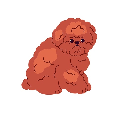 Cute Toy Poodle, miniature dog breed. Curly fluffy little puppy. Adorable small mini doggy, confused pup, looking lost and embarrassed. Flat graphic vector illustration isolated on white .