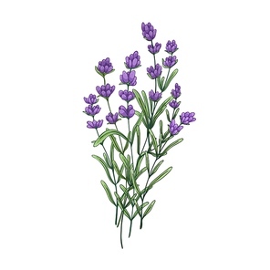 Lavender flower bunch. Field lavanda bouquet. Botanical drawing of lavendar. Aromatic floral blooms. French wildflowers. Vintage realistic drawn vector illustration isolated on white .