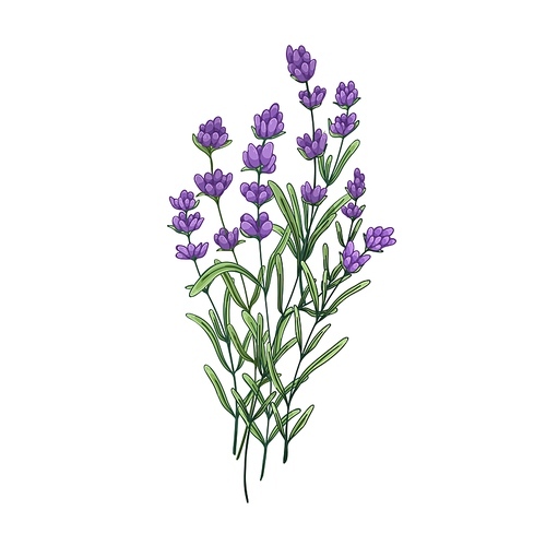 Lavender flower bunch. Field lavanda bouquet. Botanical drawing of lavendar. Aromatic floral blooms. French wildflowers. Vintage realistic drawn vector illustration isolated on white .