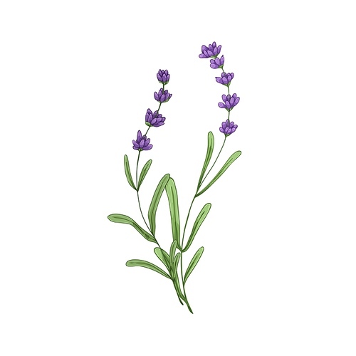 Lavender, lavanda flowers. Field wild lavendar, lavandula. Botanical floral drawing of lavander. French Provence wildflowers. Retro realistic drawn vector illustration isolated on white .