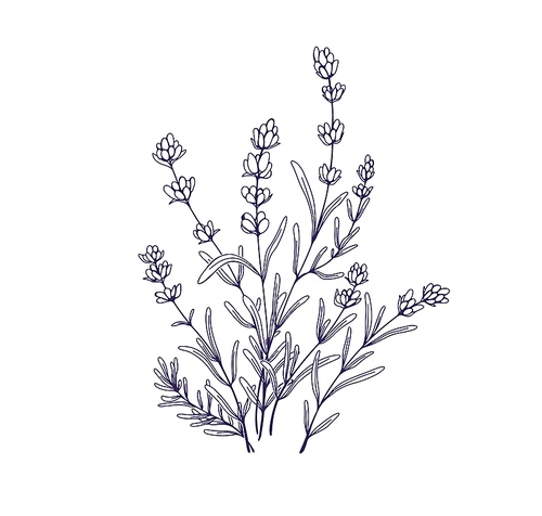 Lavender flowers, outlined botanical floral drawing. Field French lavanda bunch. Contoured engraved lavendar. Provence wildflowers. Vintage drawn vector illustration isolated on white .