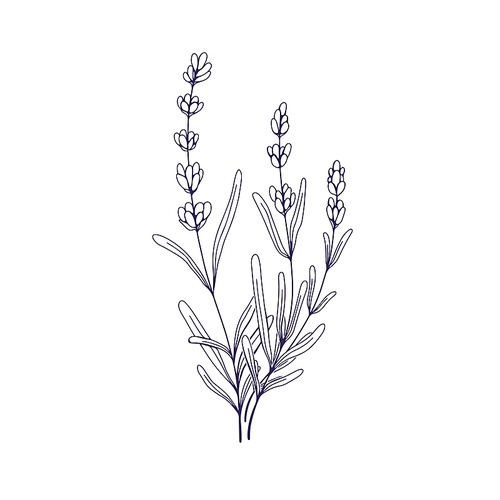 Lavenders, outlined lavanda flowers. French Provence lavendars drawing in vintage style. Etched field lavandula plant. Botanical floral hand-drawn vector illustration isolated on white .