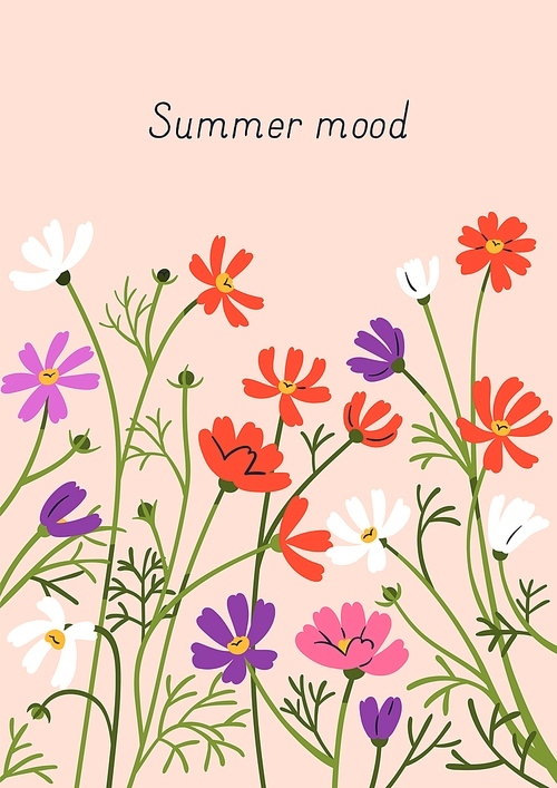Postcard background with meadow cosmos flowers. Summer botanical post card design, beautiful pretty gentle wild floral plants, spring nature. Blooming herbs, wildflowers. Flat vector illustration.