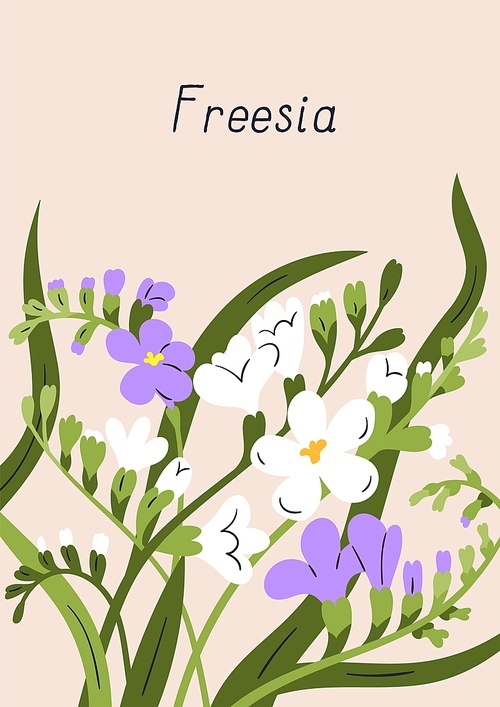 Spring postcard, delicate freesia flowers. Nature post card background design, beautiful blossomed floral plants, blooms and leaf. Interior poster with pretty wildflowers. Flat vector illustration.