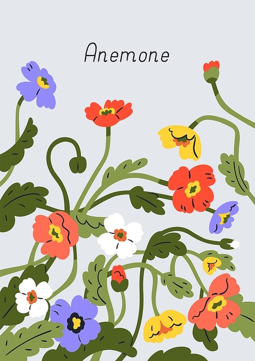 Spring flowers, postcard design. Floral botanical post card background, beautiful blossomed anemones, blooming delicate plants, multicolored summer windflowers. Colored flat vector illustration.