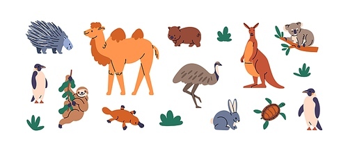 Wild Australian animals set. Exotic wildlife, south fauna of Australia. Different species, kangaroo, koala, camel, ostrich, sloth and penguin. Flat vector illustrations isolated on white background.