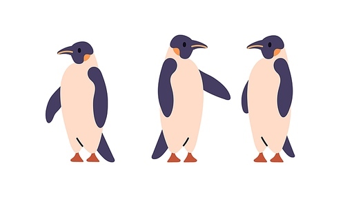 Emperor penguins, Antarctic birds characters. South polar winged animals set. Arctic mammals standing in different positions. Flat vector illustrations isolated on white background.