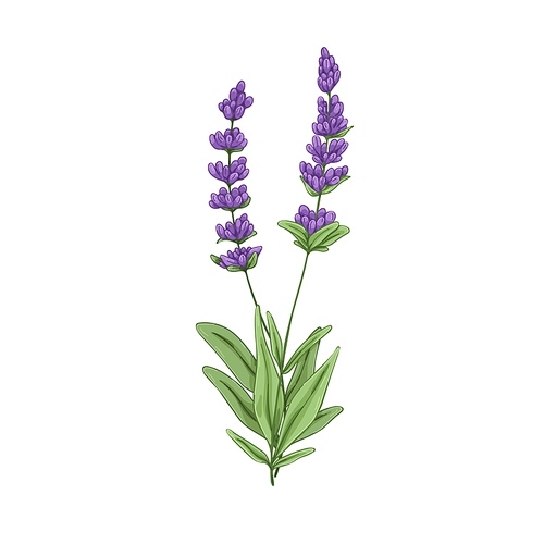 Lavender, French flowers. Lavanda, aromatic floral plant. Botanical retro realistic drawing of lavandula, lavendar. Provence wildflowers. Hand-drawn vector illustration isolated on white background.