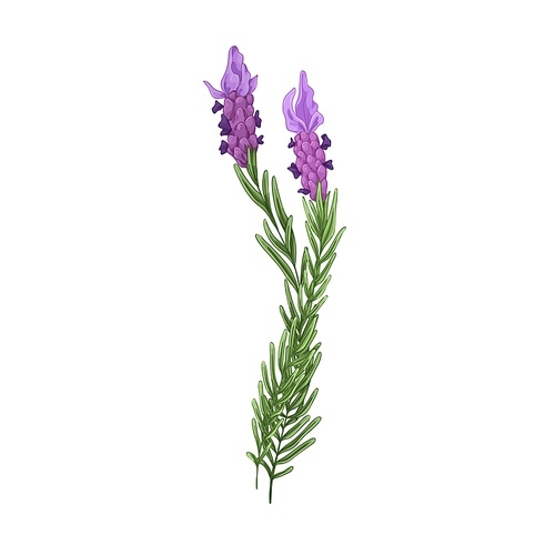 French lavender, blossomed flowers. Floral drawing of lavanda blooms. Provence lavandula branches. Aromatic lavander plant. Hand-drawn botanical vector illustration isolated on white background.
