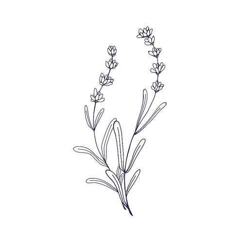 Outlined lavender flowers branches. Contoured French lavanda, floral plant. Botanical retro etched drawing of Provence lavendars. Detailed hand-drawn vector illustration isolated on white background.