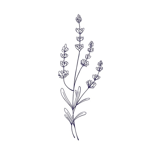 Lavender branch, etched botanical drawing. Lavanda flowers. Outlined French lavandula, engraved floral plant. Retro style Provence lavendars. Handdrawn vector illustration isolated on white background.