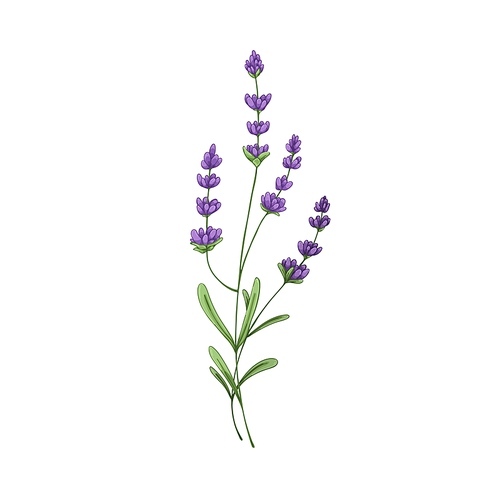 Lavender flower. Lavander, floral branch with blooming gentle lavanda. Blossomed lavandula drawing. Delicate lavendar. Realistic botanical hand-drawn vector illustration isolated on white background.