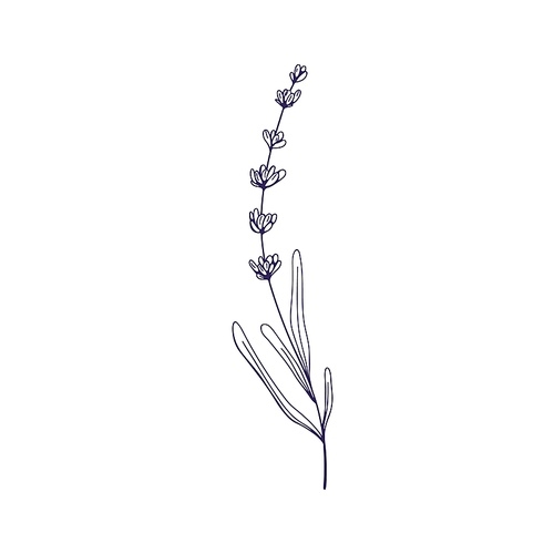 Outlined lavender flower. Lavanda on stem, etched contoured floral drawing. French Provence lavandula, lavander plant. Botanical retro hand-drawn vector illustration isolated on white background.