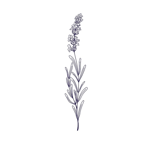Etched lavender, outlined flower. Lavanda, contoured floral botanical drawing in retro vintage style. French lavandula, lavendar plant. Hand-drawn vector illustration isolated on white background.