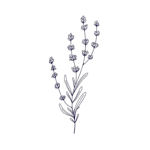Lavender flower, outlined botanical drawing. Lavanda branch, French lavandula. Engraved contoured floral plant, lavander. Vintage botany. Hand-drawn vector illustration isolated on white background.