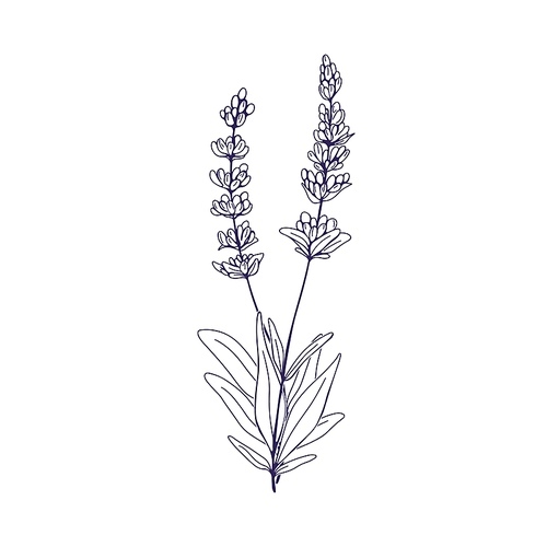 French lavendar, botanical vintage drawing. Outlined flowers branch, contoured floral plant, lavanda. Engraved lavandula stems, blooms. Hand-drawn vector illustration isolated on white background.