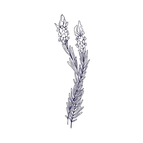 French lavender flowers. Lavendar herb, botanical vintage drawing. Outlined contoured Provence floral plant. Engraved blossomed lavandula. Hand-drawn vector illustration isolated on white background.