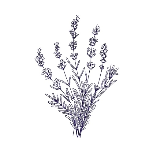 Lavender flowers bunch. Outlined botanical retro drawing of lavanda bouquet. Engraved floral plant, lavandula stems, wildflowers. Hand-drawn etched vector illustration isolated on white background.