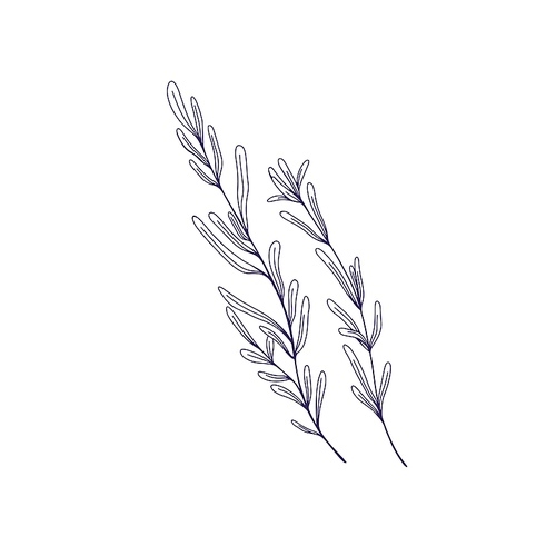 Rosemary herb, outlined drawing. Leaf plant branches. Herbal leaves, provence seasoning, condiment. Aromatic spice. Hand-drawn contoured engraved vector illustration isolated on white background.