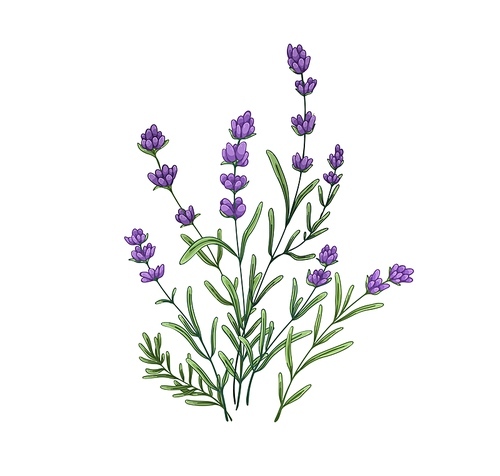 French lavender flowers. Blooming lavanda stems, Provence floral plant. Violet lavandula, botany drawing. Gentle lavendar. Realistic botanical drawn vector illustration isolated on white background.