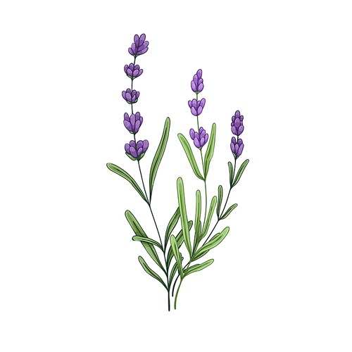 French lavender flower. Lavander, floral plant with lavanda blooms. Blossomed Provence lavandula drawing. Lavendar herb. Realistic botanical drawn vector illustration isolated on white background.