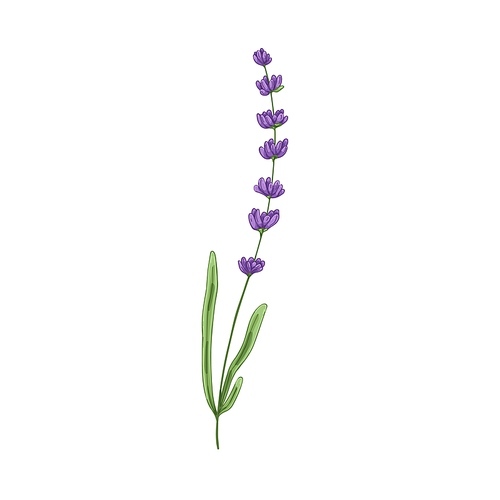 Lavender flower. Lavendar stem, French floral plant with blooming lavanda. Blossomed Provence lavandula. Violet lavander. Realistic hand-drawn vector illustration isolated on white background.