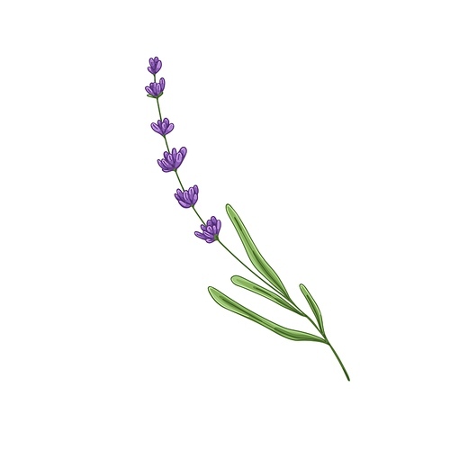 Lavender, French flower. Lavanda stem, Provence floral plant with lavendar blooms. Aromatic blossomed lavandula. Realistic hand-drawn botanical vector illustration isolated on white background.