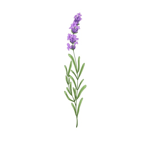 Blooming lavender flower. French lavendar, floral plant with blossomed lavanda. Provence lavandula. Violet purple aromatic lavander. Hand-drawn vector illustration isolated on white background.