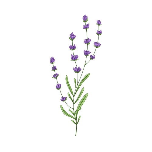 Lavender flower branch. French lavanda, floral herbal plant with purple blooms. Provence lavandula. Violet lavander herb. Botanical hand-drawn vector illustration isolated on white background.