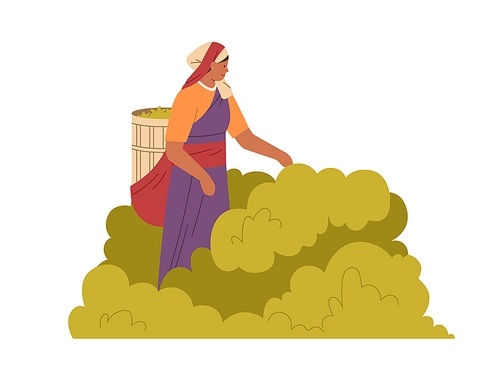 Indian woman farmer picking leaf of tea plant, collecting them into basket. Farm worker working and gathering harvest on plantation in India. Flat vector illustration isolated on white background.