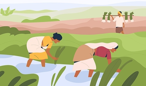 Indian women farmers working on rice field, standing in water. Agriculture workers on farm land. People work on plantation in India. Organic farming and farmland. Colored flat vector illustration.